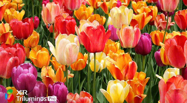 tivi led sony kd-55x80j - triluminos pro