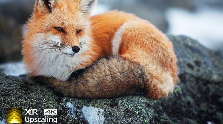 XR 4K Upscaling - Tivi LED Sony KD-85X95J xr 4k upscaling - tivi led sony kd-85x95j