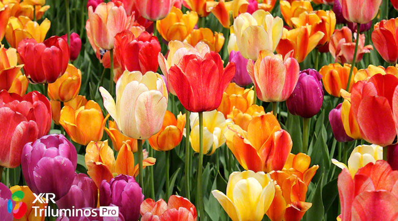 tivi led sony kd-43x80j - triluminos pro